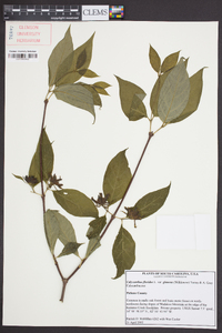 Calycanthus floridus var. glaucus image