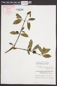 Calycanthus floridus image