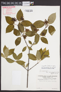 Calycanthus floridus image