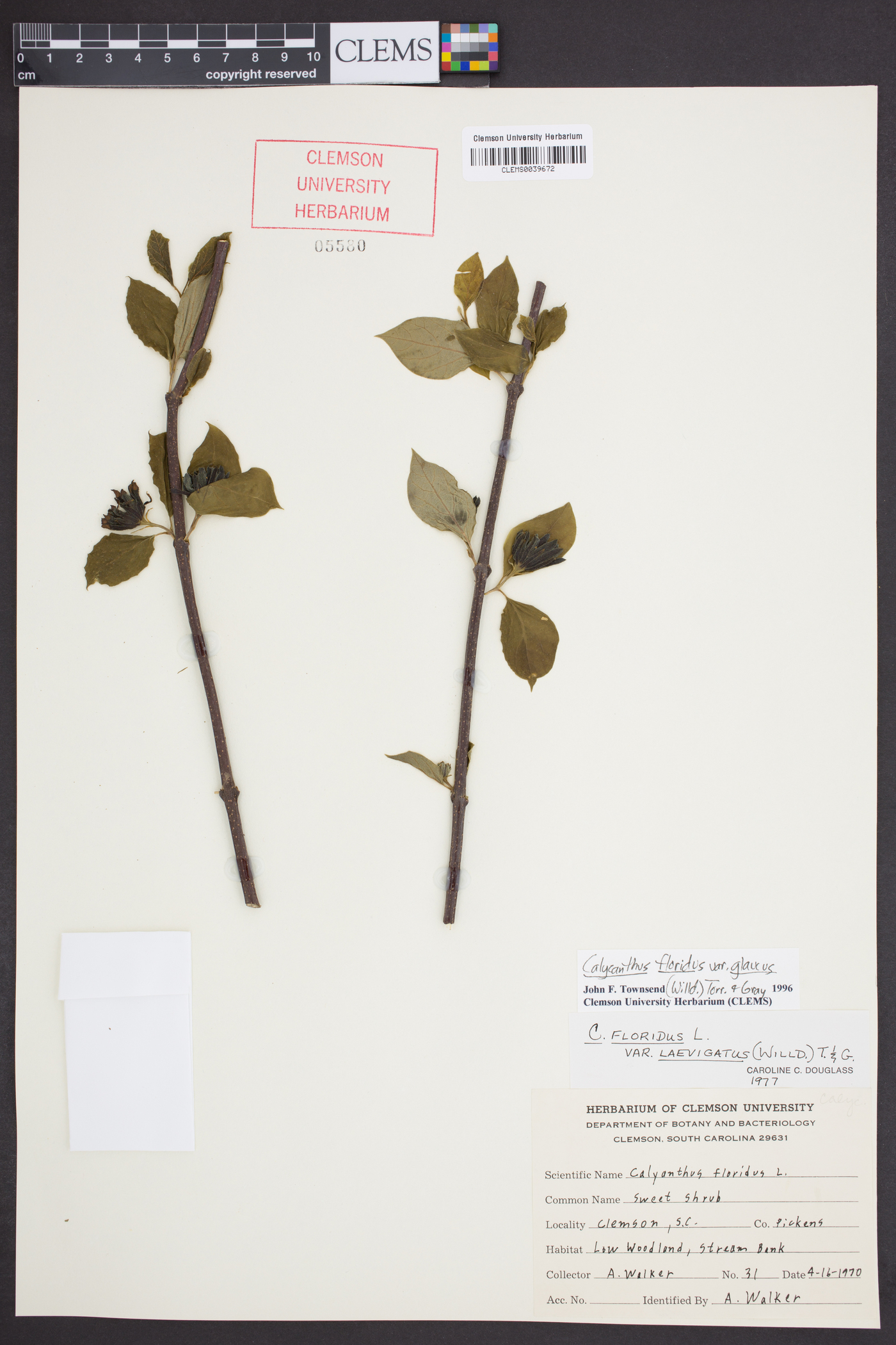 Calycanthus floridus var. glaucus image