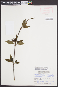 Calycanthus floridus image