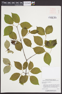 Calycanthus floridus image