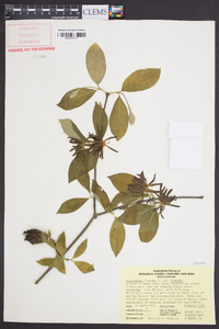 Calycanthus floridus image