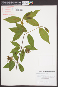 Calycanthus floridus image