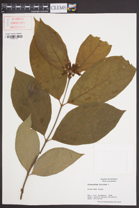 Calycanthus floridus image