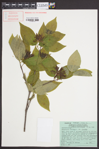 Calycanthus floridus image