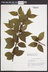 Calycanthus floridus image