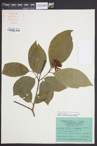 Calycanthus floridus image