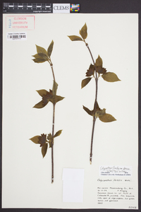 Calycanthus floridus var. glaucus image