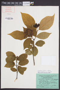 Calycanthus floridus image