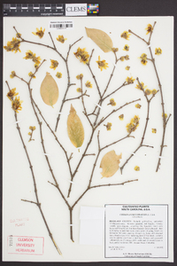 Chimonanthus praecox image