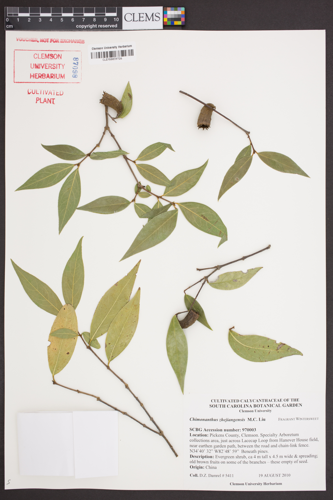 Chimonanthus zhejiangensis image