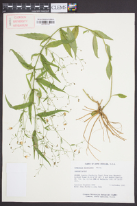 Campanula divaricata image