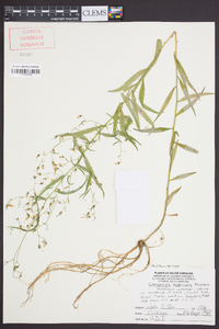 Campanula divaricata image