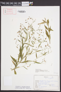 Campanula divaricata image