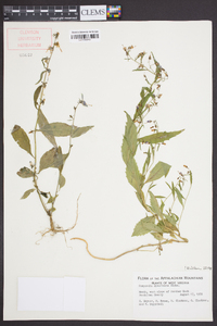 Campanula divaricata image