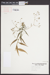 Campanula divaricata image