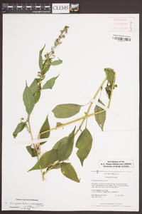 Campanulastrum americanum image