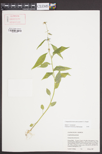 Campanulastrum americanum image