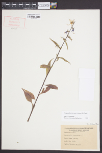 Campanulastrum americanum image