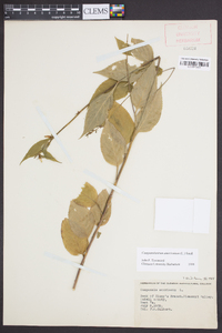 Campanulastrum americanum image