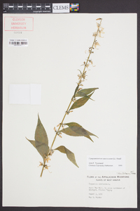 Campanulastrum americanum image