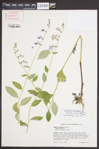 Lobelia amoena image