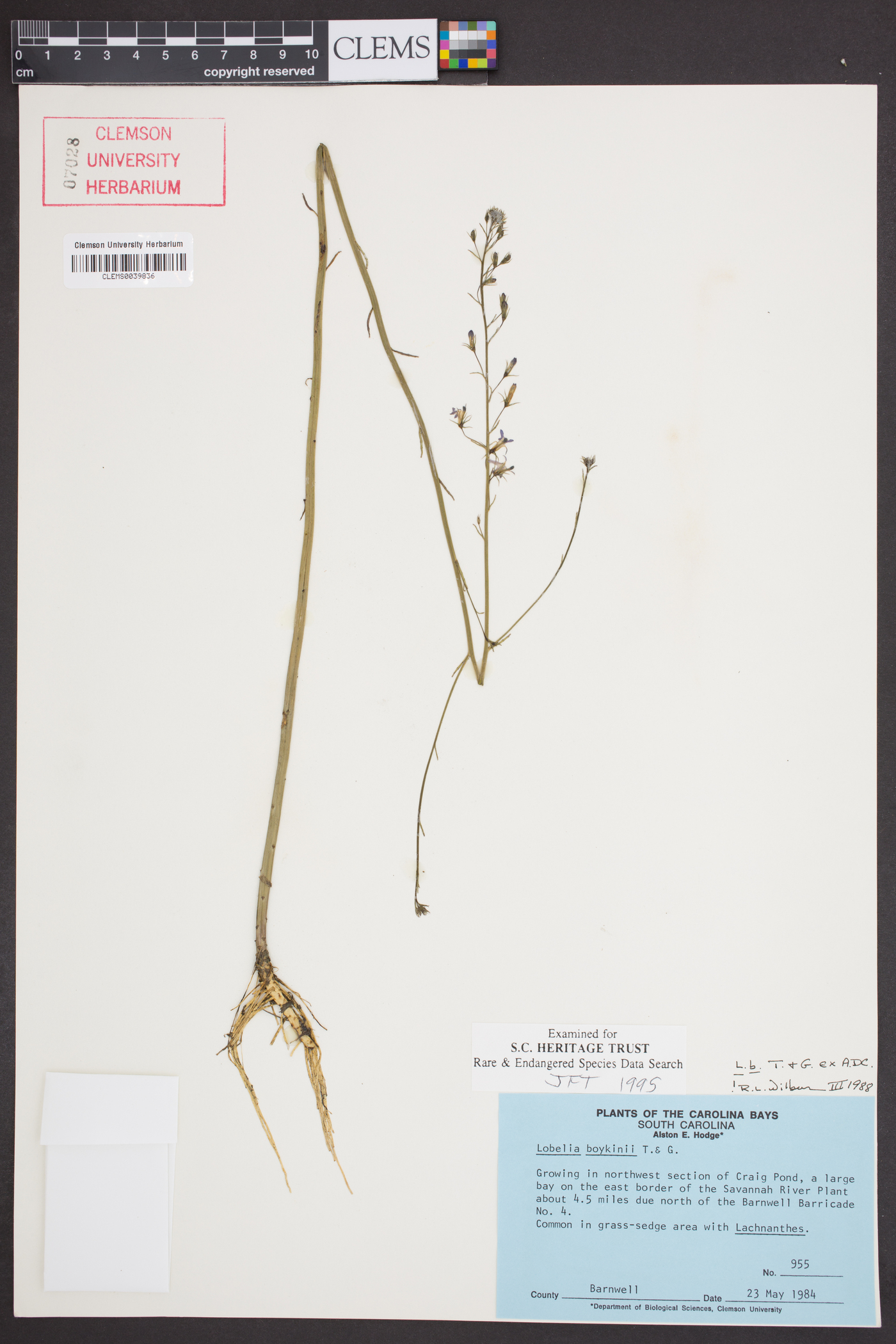 Lobelia boykinii image