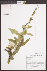 Lobelia elongata image