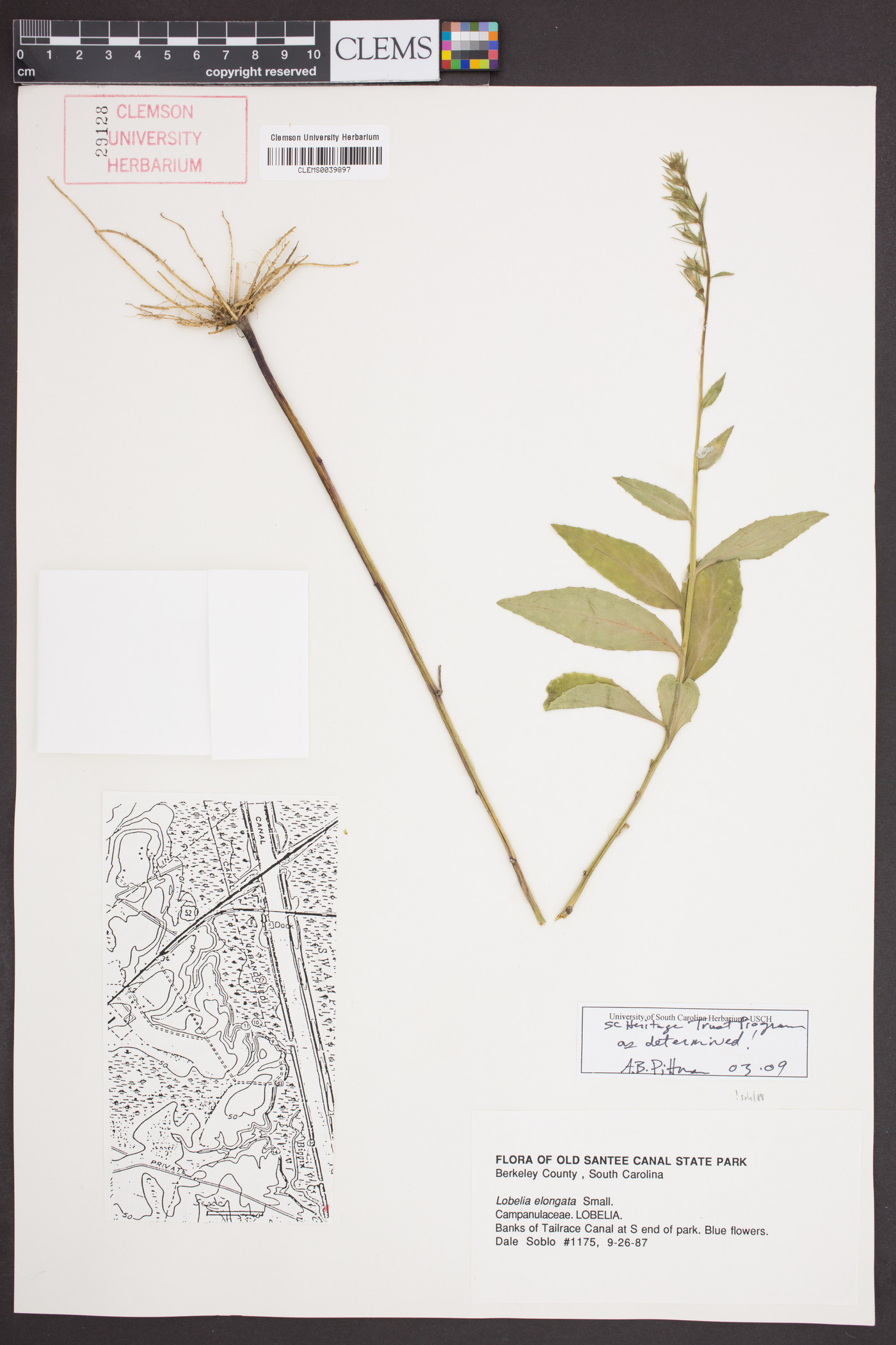 Lobelia elongata image