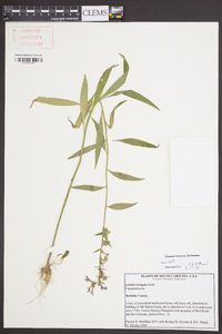 Lobelia elongata image