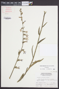 Lobelia glandulosa image