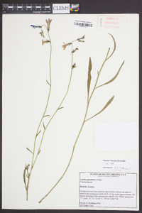 Lobelia glandulosa image