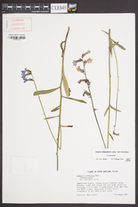 Lobelia glandulosa image