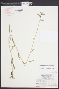 Lobelia glandulosa image