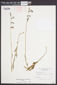 Lobelia glandulosa image