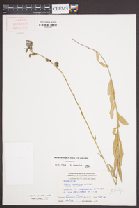 Lobelia glandulosa image