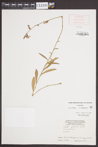 Lobelia glandulosa image