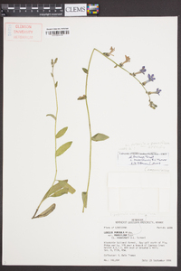 Lobelia reverchonii image