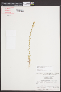 Triodanis perfoliata var. biflora image