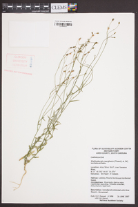 Wahlenbergia marginata image