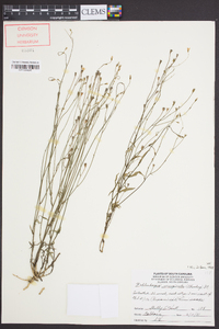 Wahlenbergia marginata image