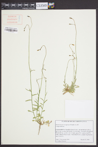 Wahlenbergia marginata image