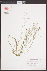 Wahlenbergia marginata image