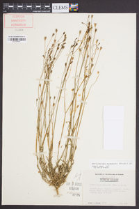 Wahlenbergia marginata image