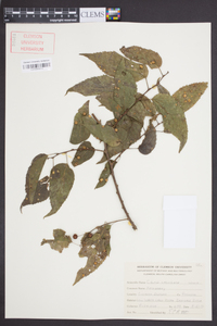 Celtis laevigata image