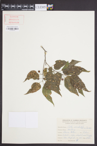 Celtis occidentalis var. occidentalis image