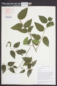 Celtis tenuifolia image