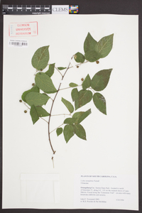 Celtis tenuifolia image