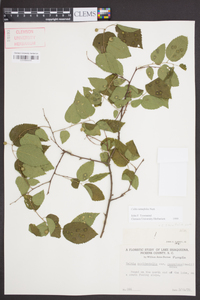 Celtis tenuifolia image